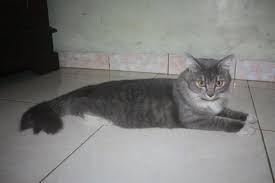 Namun, untuk mendapatkan kucing ini tidaklah mudah karena harganya yang sangat mahal. Terjual Jual Kucing Anggora Abu Abu Putih Murah Kaskus