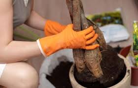 Use a light packaged soil, such as cactus mix. Caring For A Feng Shui Money Tree Lovetoknow