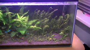 Brown Algae Solutions Youtube