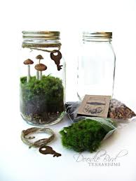 Terrarium Kit Mason Jar Kit Plants Terrarium By Doodlebirdie 29 00 Terrariums Kits Mason Jar Terrarium Terrarium Gifts