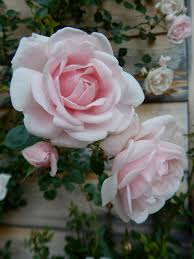 Situate a climbing rose bush beneath a fence, trellis or column and let it twine around, ramble and sprawl out. The Tivoli Farm Roses Finch Hudson