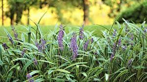 Monkey Grass Uses And How To Grow And Care For Liriope Hgtv