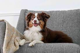 20 Popular Medium Size Dog Breeds