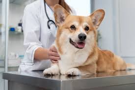 How a Veterinarian Diagnoses and Treats Common Pet Health Issues