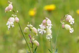 Image result for Silene