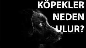Kopekler Ezan Okunurken Neden Havlar Dini Ve Bilimsel Aciklama Sonhaberler