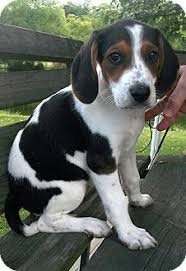 Black And Tan Treeing Walker Coonhound Beagle Mix Hagerstown Md Treeing Walker Coonhound Meet Tammy A Puppy For Adoption Treeing Walker Coonhound Walker Hound Coonhound Puppy