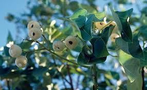 Image result for Hernandia nymphaeifolia