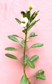 Image result for Ludwigia adscendens