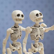 Bones in human body provide basic structural shape and support. Six Fun Facts About The Human Skeleton