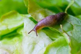 Reticulatum is the only slug in the usa that covers itself in white slime when scared. Using Beer As A Slug Trap Making Beer Traps For Slugs