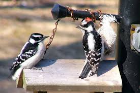 Spotted Bird With Red Patch On Back Of Head Downy Woodpecker The Female Lacks The Red Patch On The Back Of The Head Minnesota Birds Wildlife Nature Michigan Outdoors
