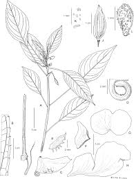 Image result for Impatiens purpureoviolacea