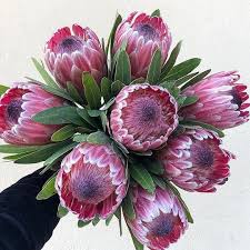 Image result for Protea argyrea