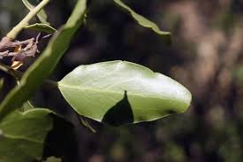 Image result for Quillaja saponaria