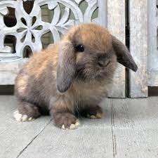 For example, a corinthian kanin (bunny) is 'easy', which means it's experience goes up much faster than average or more difficult training stats. Pin On Bunnies