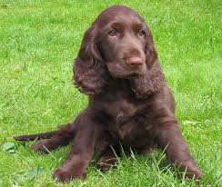 Field Spaniel Animales Fotografia Cosas Para Comprar