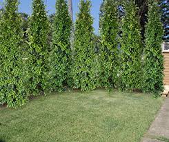 Its pretty, delicate foliage is. Straight And Narrow Syzygium Is Naturally Very Narrow