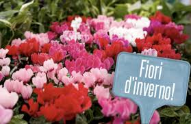 Il ciclamino, per esempio, è uno dei fiori invernali da vaso più diffusi negli appartamenti perché occupa poco spazio e ravviva la stagione fredda con magnifici colori dal rosa al rosso caldo. Fiori Invernali Da Balcone 5 Piante Che Resistono Al Freddo Leitv