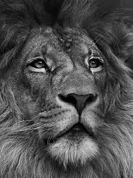 Maybe you would like to learn more about one of these? Background Black Iphone Background Black Lion Images Bmp Underpants