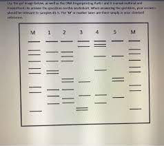 The virtual lab is interactive and goes through the step by step process of dna fingerprinting 1. Solved Use The Gel Image Below As Well As The Dna Finger Chegg Com