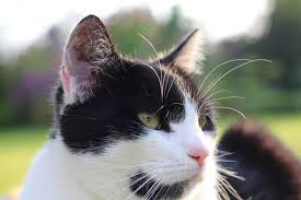 Hallos muttis, meine mutter hat immer probleme mit fremden katzen im garten. Backpulver Gegen Geruch Im Katzenklo Frag Mutti
