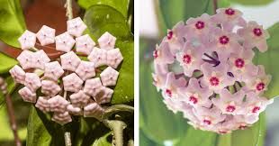 Image result for hoya plant flower