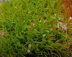 Image result for Galenia procumbens