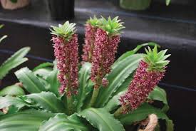 Image result for Eucomis