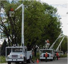 Trees contribute a lot to the environment, and so does our tree service team. City Trees And Forestry Services Modesto Ca