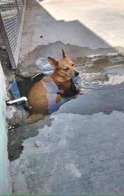 Perritu En La Refrescacion Dog Memes Memes Stupid Funny Memes