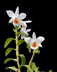 Image result for Dendrobium