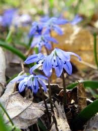 Maybe you would like to learn more about one of these? A List Of Spring Flowers Lovetoknow