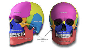 Image result for Maxillary Bone