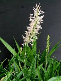 Image result for Sansevieria parva