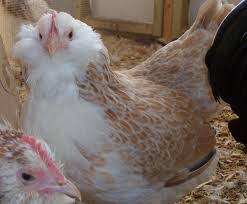 We did not find results for: Salmon Faverolle