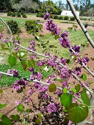 Check spelling or type a new query. Spring Flowering Trees Are A Blooming
