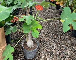 Image result for Jatropha scaposa