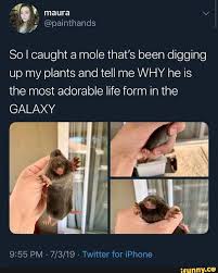 So I Caught A Mole That S Been Digging Up My Plants And Tell Me Why He Is The Most Adorable Life Form In The Galaxy 9 55 Pm Twitter For Iphone Ifunny