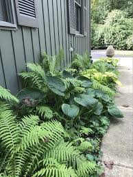 Ferns And Other Plants Between The House Wall And The Walkway Fern Backyardgarden Garde Backyard Landscaping Designs Small Backyard Landscaping Shade Garden