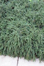 A versatile ground cover adaptable to a wide range of growing conditions, most soil types, and tolerates part shade to full sun. Evergreen Groundcover Plants 20 Choices For Year Round Interest