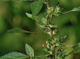 Image result for Acalypha pubiflora