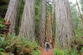 Central coast ranger district (temporarily … Forest Cathedral Natural Area Cook Forest State Park Old Growth Forest Network