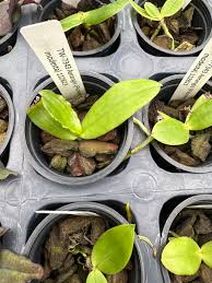 Image result for Aerangis collum-cygni