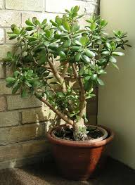 Its sap is so sticky and potent that even washing it off human skin with bath. Are Succulents Poisonous To Cats Learn More On Litter Robot Blog