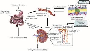 Image result for Hyperkalemia Management