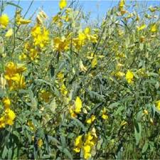 Image result for Crotalaria cylindrocarpa
