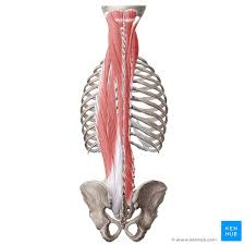 They are located at the back of the spine (posterior). Deep Back Muscles Anatomy Innervation And Functions Kenhub