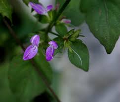 Image result for Dicliptera sp. C