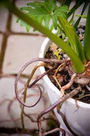 Conjure A Jungle In A Pot Philodendron Plant Philodendron Big Leaf Plants
